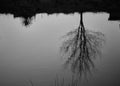 tree reflected in the course of a river