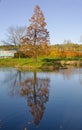 A Tree Reflected in a Lake