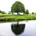 Tree Reflected in River Hodder