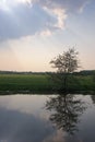 Tree reflected in river with sunlight Royalty Free Stock Photo