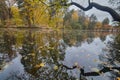 Tree is reflected on the surface of the lake