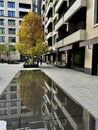 Tree reflected in a water feature in Rathbone Square, London, UK, October 2024. Royalty Free Stock Photo