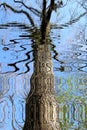 A tree reflected in water