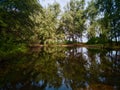 Tree reflecting in a lake in malaysia. Royalty Free Stock Photo