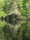 Tree reflecting into a mirror lake Royalty Free Stock Photo