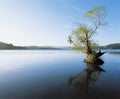 Tree reflecting on still water of lake