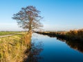 Tree reflecting in water of canal in polder Eempolder in province of Utrecht, Netherlands