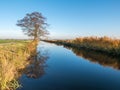 Tree reflecting in water of canal in Eempolder, polder in Holland