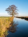 Tree reflecting in water of canal in Eempolder, polder in Holland