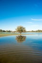 Tree reflecting in waters of small lake, Kalahari, South Africa Royalty Free Stock Photo
