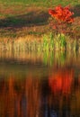 Tree reflection Royalty Free Stock Photo