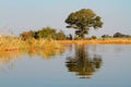 Tree and reflection Royalty Free Stock Photo
