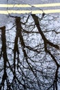 Tree Reflection with Double Yellow Lines Royalty Free Stock Photo