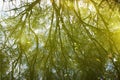 Tree reflection on the lake Royalty Free Stock Photo