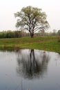 Tree reflection in the lake