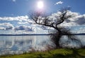 Tree reflection lake water clouds Royalty Free Stock Photo