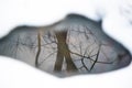 Tree reflection on puddle in late winter early spring