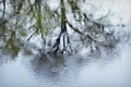 Tree Reflection in Rainy Pond