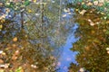 Tree reflection river Royalty Free Stock Photo