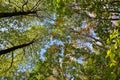 Tree reflection river Royalty Free Stock Photo