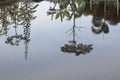 Tree reflection river beautiful in nature Royalty Free Stock Photo