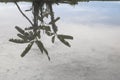 Tree reflection river beautiful in nature Royalty Free Stock Photo