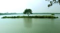 A tree reflection on the rural lake water. Royalty Free Stock Photo