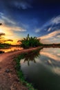 Tree reflection at sunset