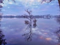 Tree Reflection on Vartry Lake in the Winter Royalty Free Stock Photo