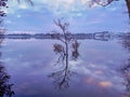 Tree Reflection on Vartry Lake in the Winter