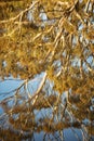 Tree reflection in water