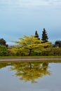 Tree with reflection in the water at the gardens of the Royal Palace of Laeken Royalty Free Stock Photo