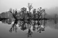 Tree reflection on Yates Mill Pond Raleigh NC Royalty Free Stock Photo