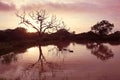 Tree reflections and water buffalo at sunrise in Yala National Park