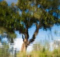 Tree reflextion Royalty Free Stock Photo