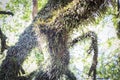 Tree regeneration after the Australian bush fires