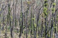 Tree regeneration in The Blue Mountains after the Australian bush fires Royalty Free Stock Photo