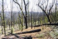 Tree regeneration in The Blue Mountains after the Australian bush fires Royalty Free Stock Photo