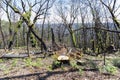 Tree regeneration in The Blue Mountains after the Australian bush fires