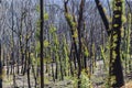 Tree regeneration in The Blue Mountains after the Australian bush fires Royalty Free Stock Photo