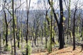 Tree regeneration in The Blue Mountains after the Australian bush fires Royalty Free Stock Photo