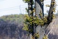 Tree regeneration in The Blue Mountains after severe bushfires Royalty Free Stock Photo