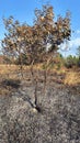 Tree remnant burnt by forest fire