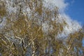 Top of tree with the dying autumn leaves still holding to the branches Royalty Free Stock Photo