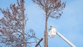 Tree removal. Arborist cuts off top of a dead pine tree with a chainsaw Royalty Free Stock Photo