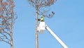 Tree removal. Arborist cuts off top of a dead pine tree with a chainsaw