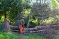 Tree removal 1