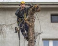 Tree removal