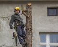 Tree removal