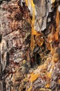 Tree resin flows from the trunk of a pine tree. Royalty Free Stock Photo